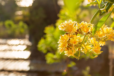 Close-up of yellow flowering plant in park