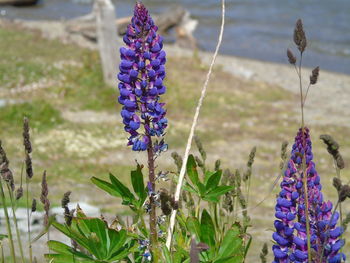 flowering plant