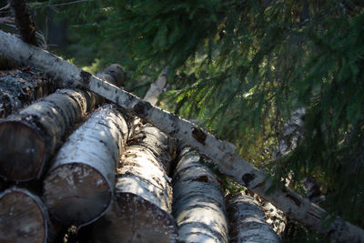 Full frame shot of firewood