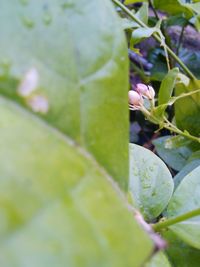 Close-up of leaves