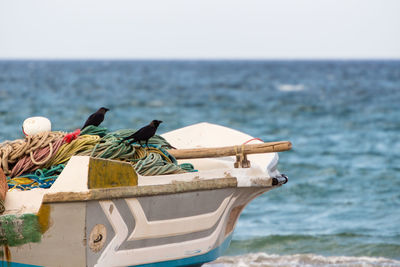 Seagull perching on fishing boat