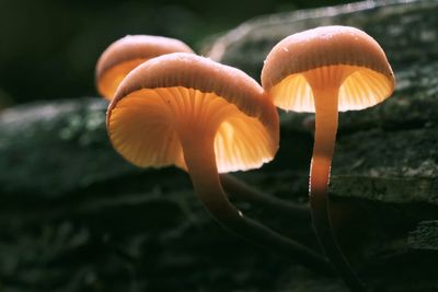 Close-up of mushroom growing outdoors