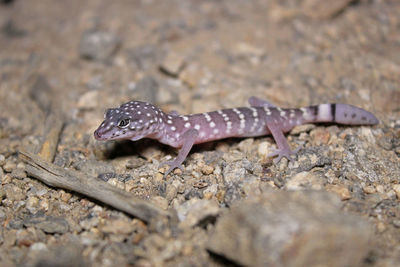 Close-up of lizard on rock