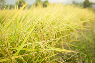 Close-up of wheat growing on field