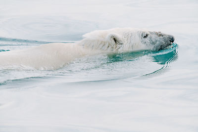 Portrait of seal in sea