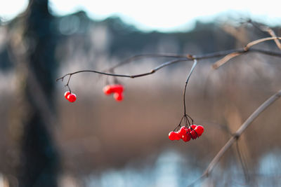 Close-up of red flowering plant