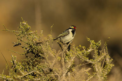 Close-up of bird perching on plant