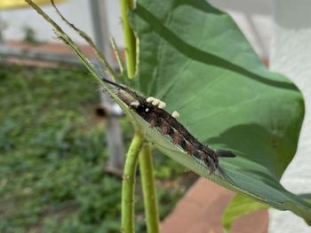 Close-up of insect on leaf