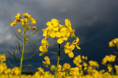 Close-up of yellow flowering plant