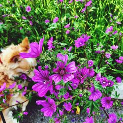 Close-up of purple flowers blooming outdoors