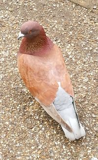 Close-up of bird perching on ground
