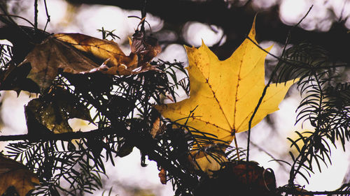 Low angle view of tree against sky during autumn