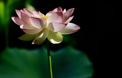 Close-up of pink water lily