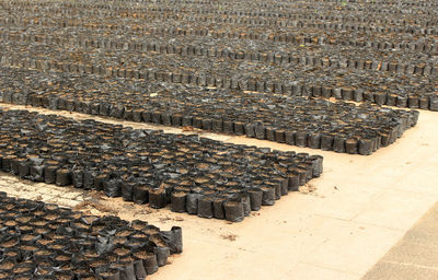 Rows of soil in black bags for seeding