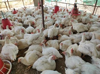 Poultry  farm of white chickens 