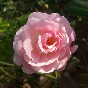 Close-up of pink rose blooming outdoors