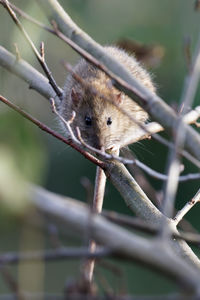 Close-up of squirrel on tree