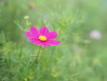 Close-up of pink cosmos flower on field
