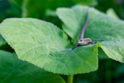 Close-up of lizard on leaf