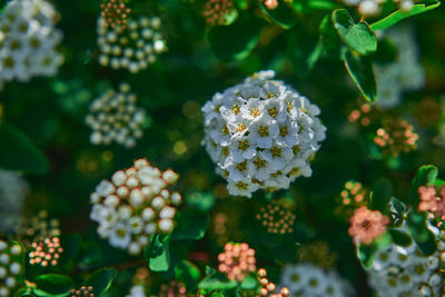 Close-up of white flowering plants