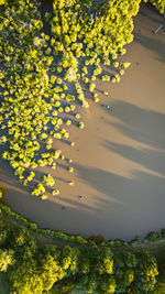 High angle view of flowering plants against trees