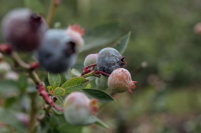 Close-up of fruits growing on tree