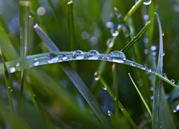 Close-up of grass