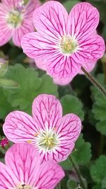 Close-up of pink flower