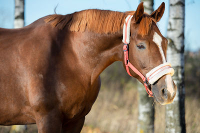 Close-up of horse standing outdoors