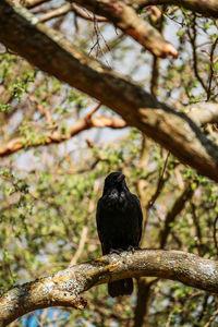 Bird perching on branch