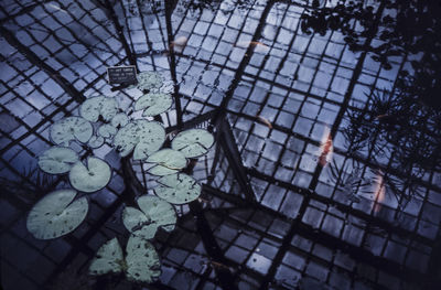 High angle view of leaves floating on water