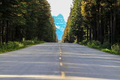 Road amidst trees in forest