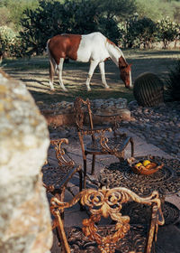 Horse grazing on field