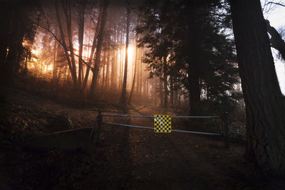 Trees in forest
