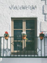 Potted plants on window of building