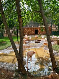 View of a drinking water from a tree