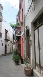 Potted plants against buildings