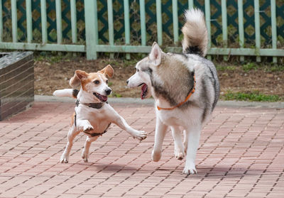 Dogs on footpath