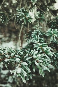 Close-up of plant on snow covered tree