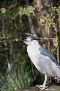 Close up of a black-crowned night heron nycticorax nycticorax on a wooden platform