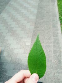 Close-up of hand holding maple leaf