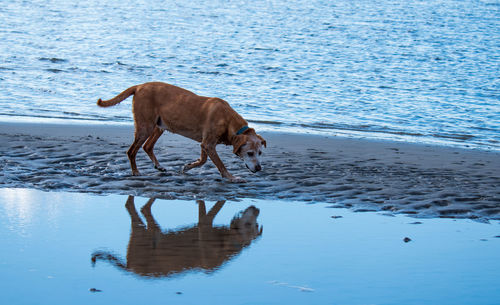 Dog drinking water on beach