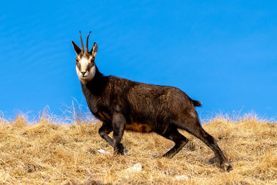 Donkey standing on field