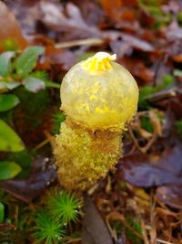 Close-up of yellow flower growing on field