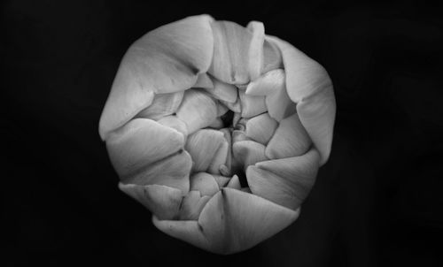 Close-up of flower over black background