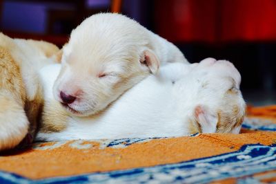 Close-up of a puppy sleeping at home