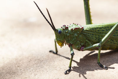 Close-up of insect on leaf