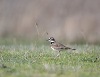 Close-up of bird perching on field