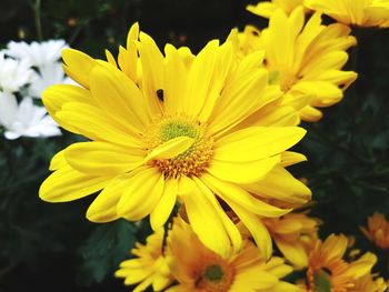 Close-up of yellow flowers blooming outdoors