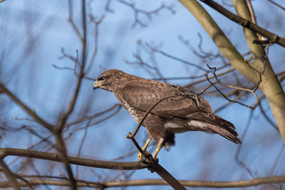 Low angle view of bird perching on branch